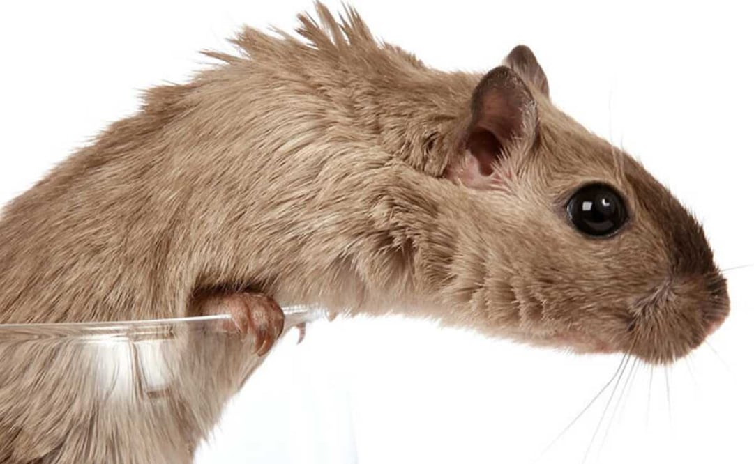 Foto: El Universal, archivo