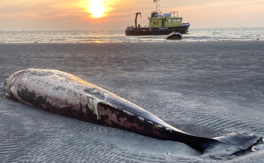 Foto: EFE/Jan Kostwinner / Instituto de estudios marinos de Wageningen