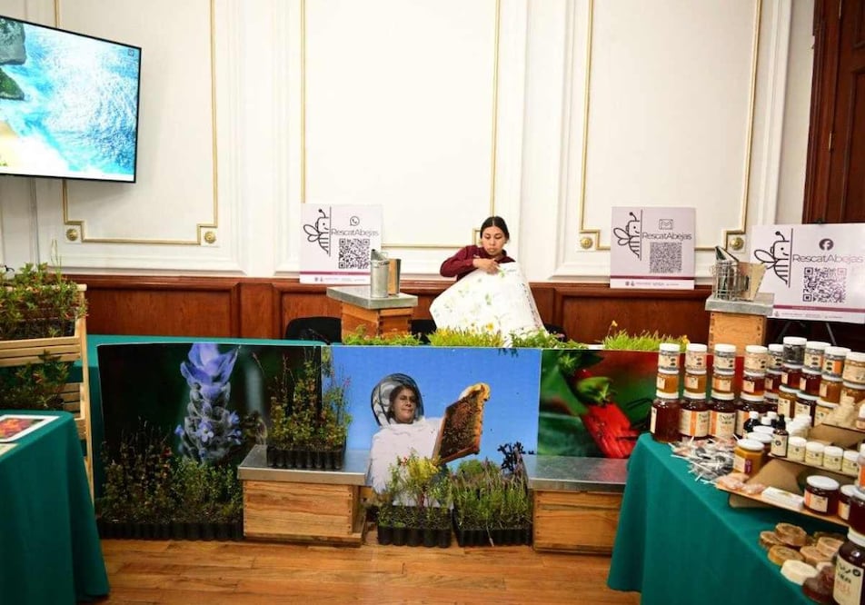 Crean Ley para el cuidado y conservación de las abejas en la CDMX. Foto: Especial