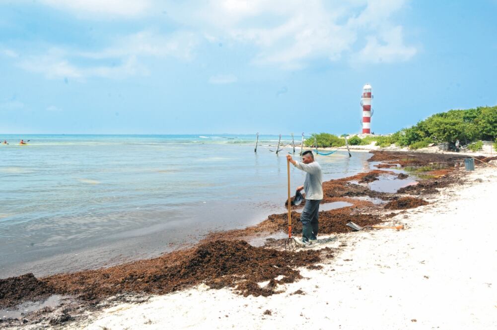 Oportunidad. Gerard Alleng, experto del BID, dijo que en algunos países el sargazo se utiliza como fertilizante. Foto/ARCHIVO EL UNIVERSAL