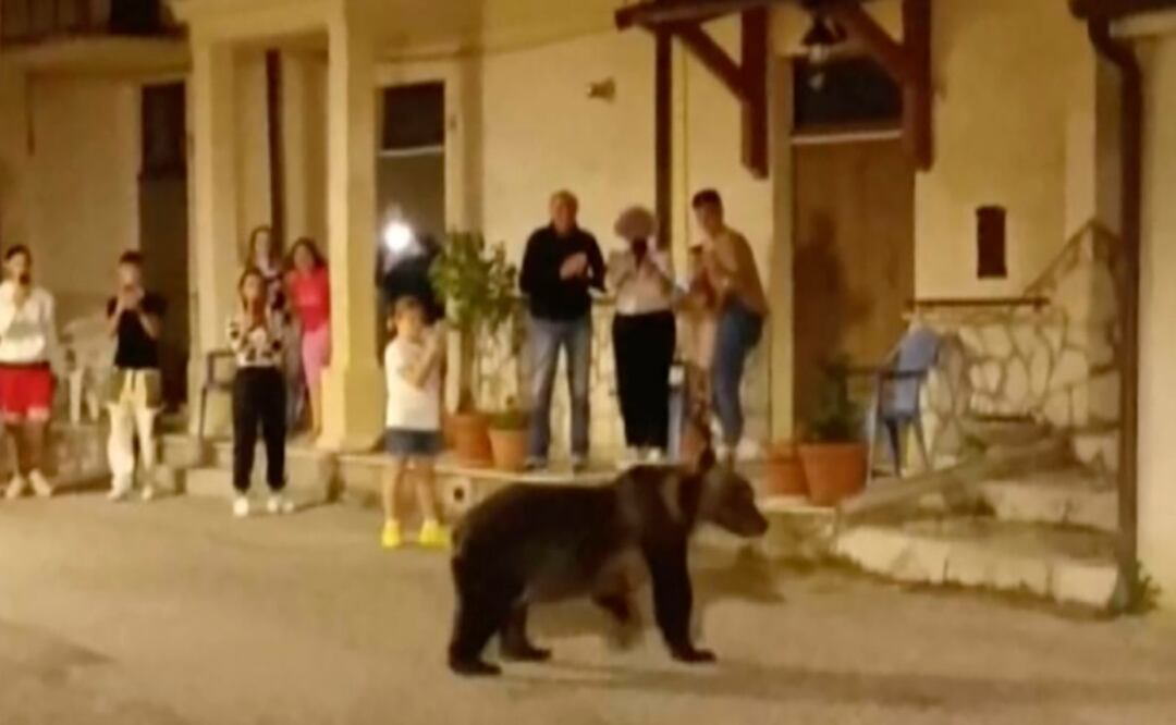 La osa Amarena pasea por San Sebastiano Dei Marsi, Italia, el 26 de agosto. Foto: AP