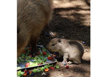 Nace bebé capibara en Bioparque Estrella de Nuevo León; invitan a ciudadanos a visitarla