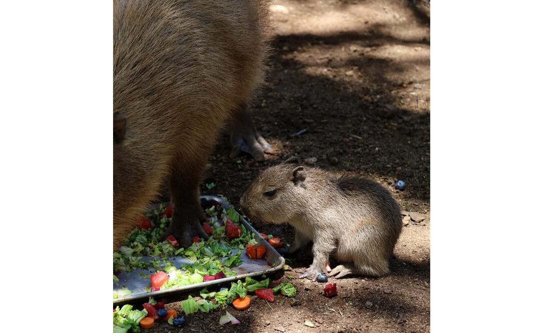 Nace bebé capibara en Bioparque Estrella, en Nuevo León. Foto: Especial.