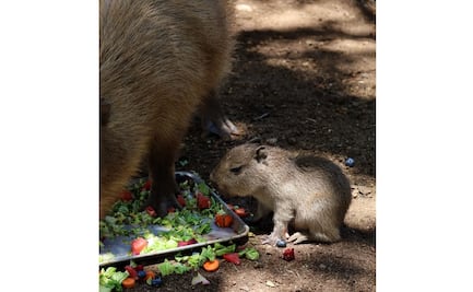 Nace bebé capibara en Bioparque Estrella de Nuevo León; invitan a ciudadanos a visitarla