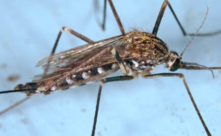 Reportan primer caso de chikungunya en SLP