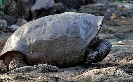 Hallan en archipiélago de Galápagos tortuga de 100 años que se creía extinta