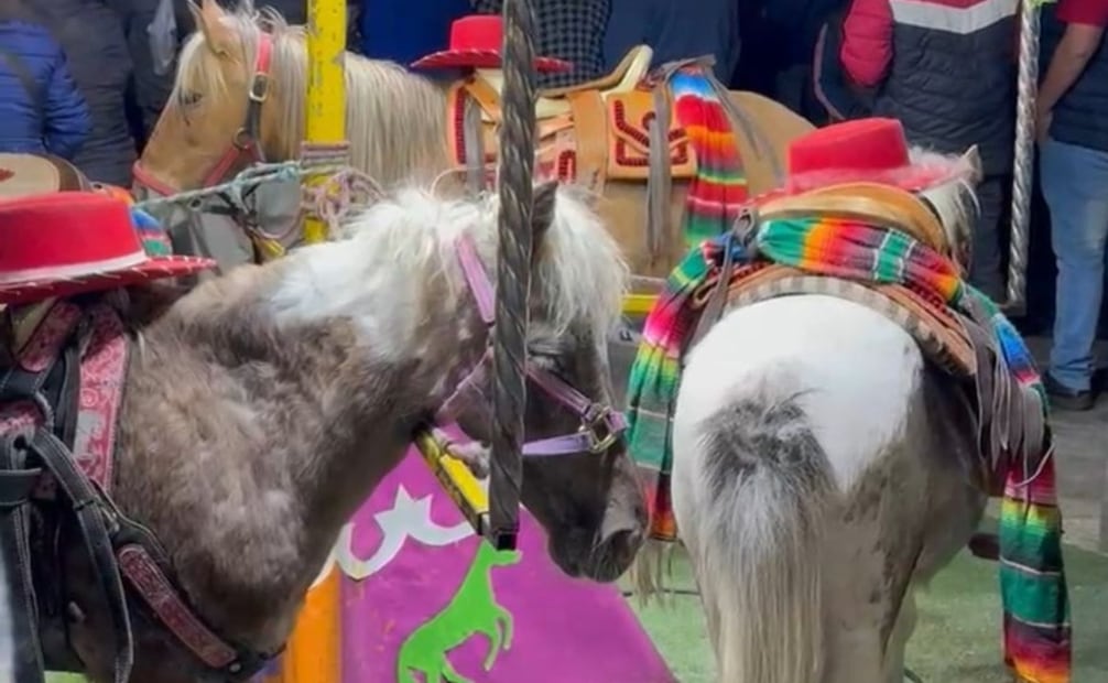 Animalistas defienden a ponys usados para trabajar en un carrusel. Foto: Especial