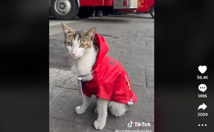 "Wicho", gatito bombero, conquista en TikTok