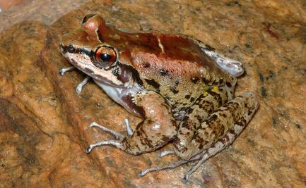 Descubren sapo brasileño que es fiel a sus dos "esposas"