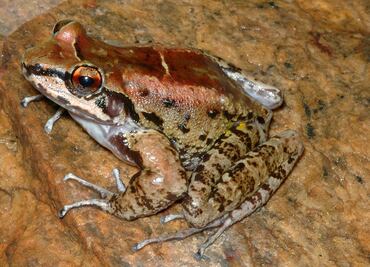 Descubren sapo brasileño que es fiel a sus dos "esposas"