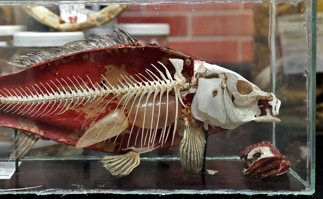 Gabinete de curiosidades marinas