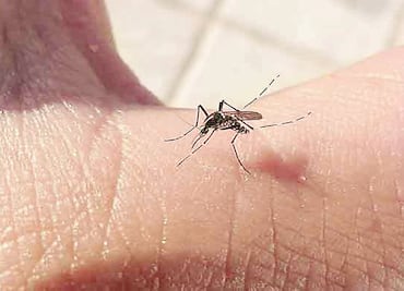 Filipinas propone crear consejo para prevenir y controlar propagación del dengue