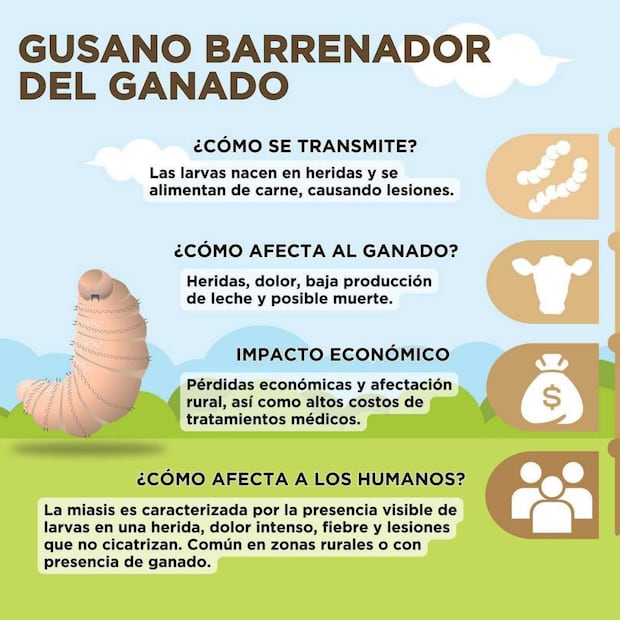 Información sobre gusano barrenador detectado en una cabra en Edomex (01/01/2026). Foto: Especial