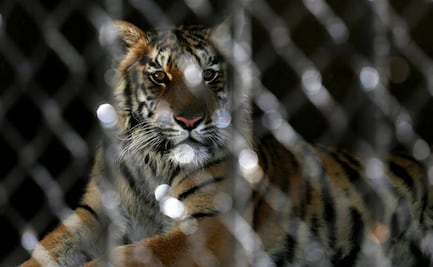 Piden hasta 4 años de prisión a quien comercialice pieles de animales exóticos para producción textil