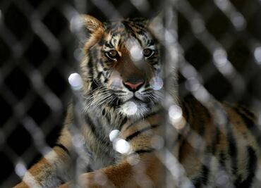 Piden hasta 4 años de prisión a quien comercialice pieles de animales exóticos para producción textil