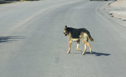Perros hambrientos ingresan a zoológico del parque La Pastora y matan a dos canguros y su cría