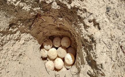 Resguardan nido con 132 huevos de tortuga en Puerto de Progreso, Yucatán
