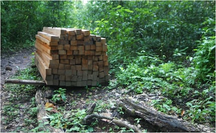 Conafor lleva tecnología alemana al sector forestal