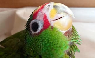 EU entrega 11 bebés loro frente blanca que eran víctimas de tráfico ilegal; cinco ejemplares presentan problemas respiratorios