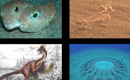 10 nuevas especies más espectaculares