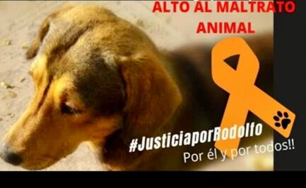 Sujeto mata con un hacha a perrito en Los Mochis; alistan protesta por maltrato animal 