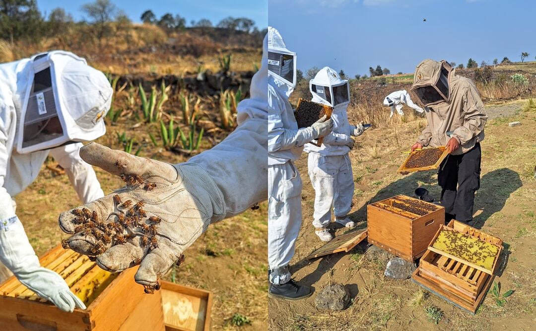Día Mundial de las Abejas.
Foto:  Isela Hinojoza