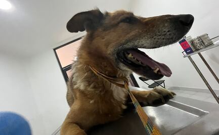 Rescatan a dos lomitos en condiciones de maltrato en Cuautitlán Izcalli