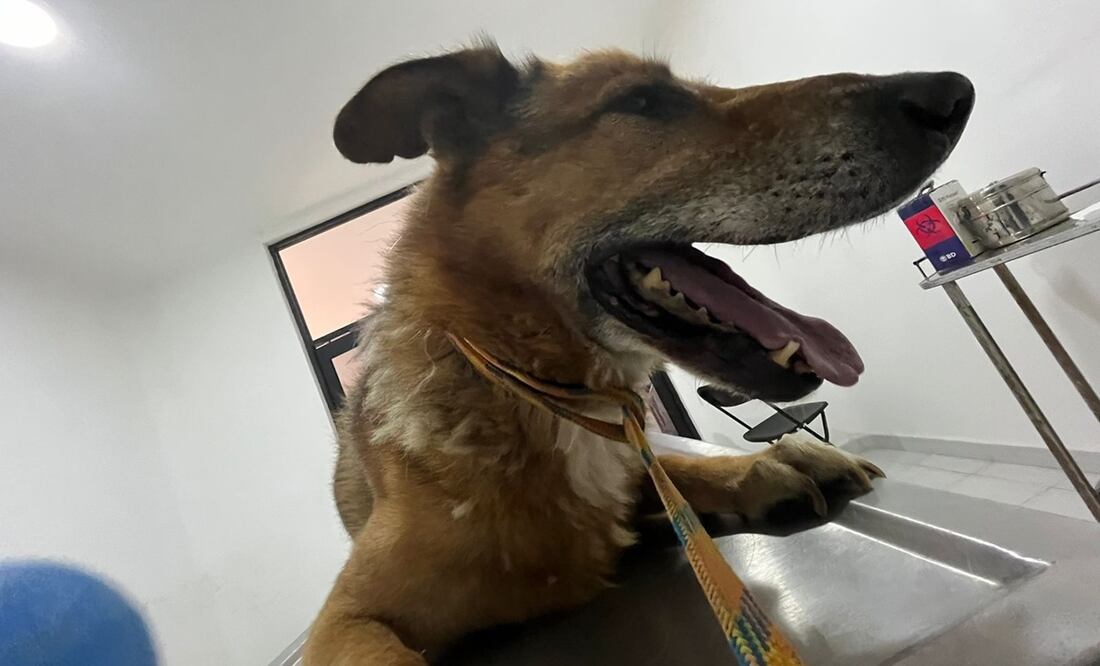Dos perros de la raza pastor alemán fueron rescatados por agentes de la Fiscalía General de Justicia del Estado de México y policías municipales. Foto: Especial