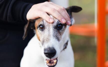 ¿Qué hacer si mi perro tiene un chichón en la cabeza?; conoce la respuesta de una veterinaria