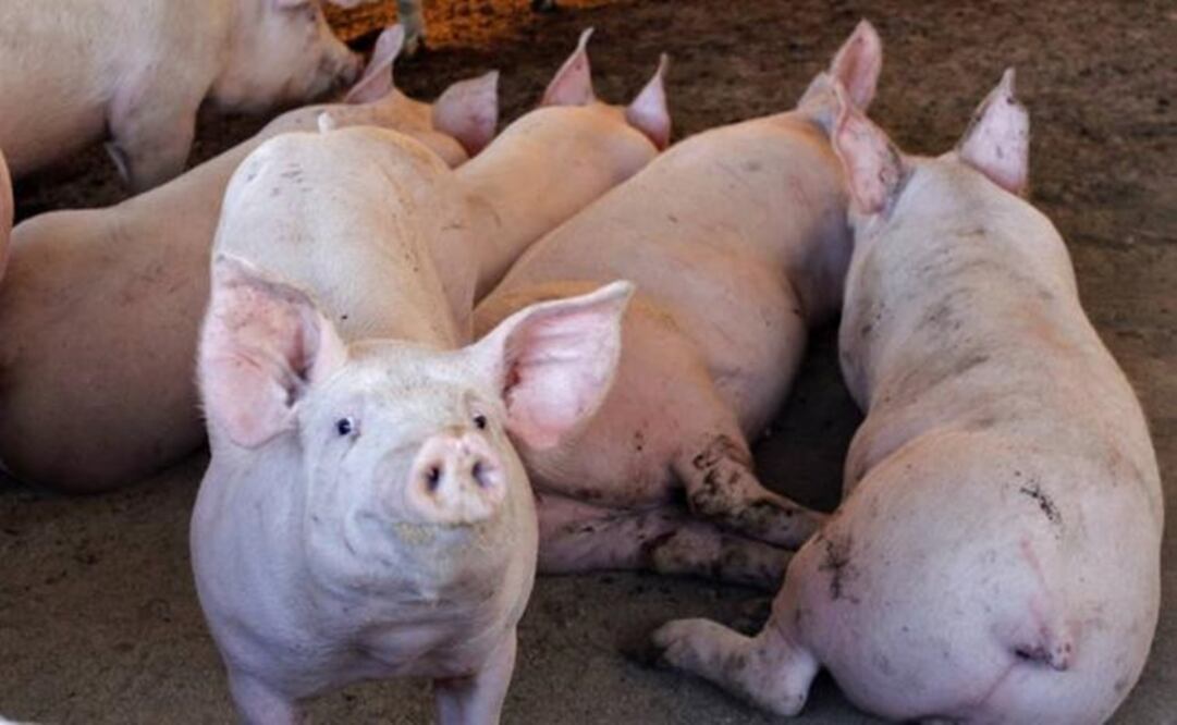 (Foto: Archivo/El Universal)