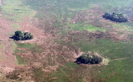 Cultivaron "islas forestales" en la Amazonía hace 10 mil años