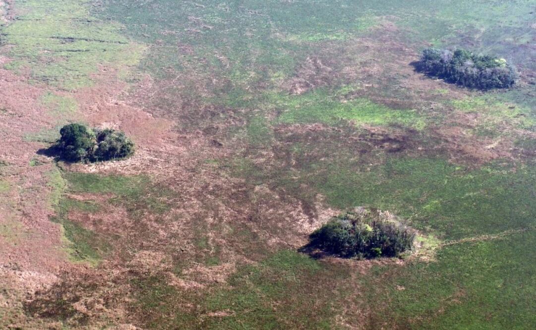 Islas forestales dedicadas originalmente a los primeros cultivos. Foto: Umberto Lombardo/University of Bern/PA