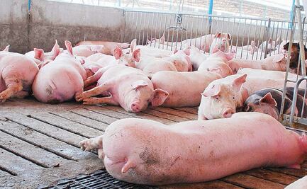 Caso de peste porcina en América enciende alerta en Yucatán 
