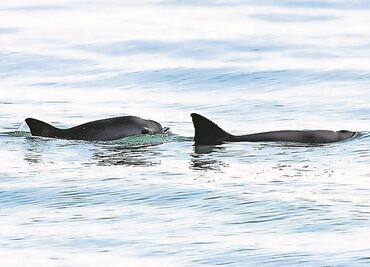 Piden hacer pública aceptación de protección a vaquita marina