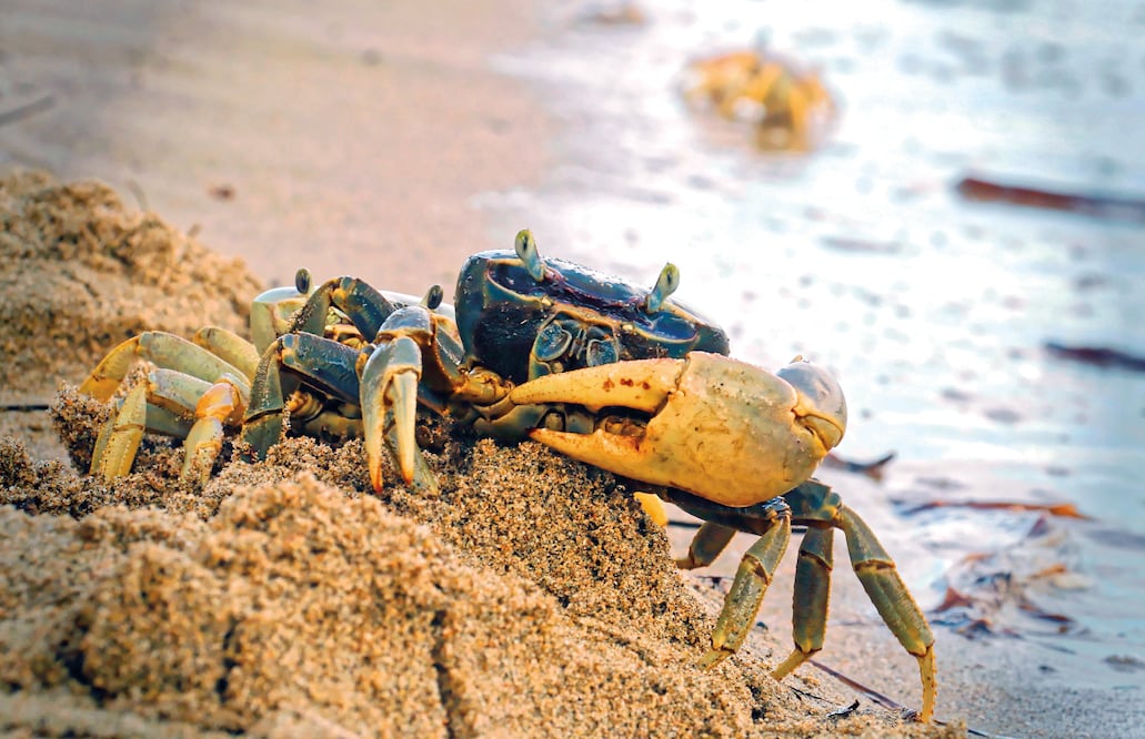 Para garantizar la reproducción del cangrejo azul, durante la temporada de apareamiento, comprendida entre mayo y agosto, voluntarios depositan los huevecillos en el mar, para que éstos liberen sus larvas (LUMA LÓPEZ. EL UNIVERSAL)