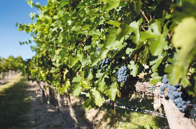 La producción de vinos está en riesgo por el cambio climático
