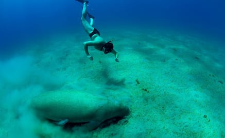 Curiosidades del manatí, nuestra especie está en peligro