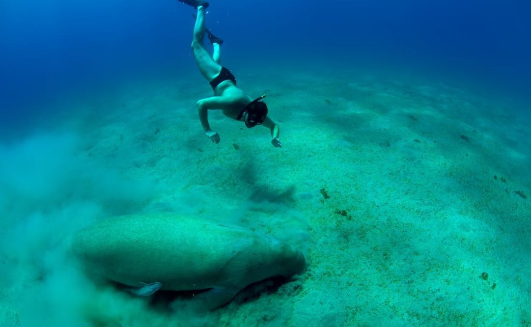 Al manatí se le conoce como vaca de mar por ser el único mamífero acuático herbívoro. (Foto: Istock)