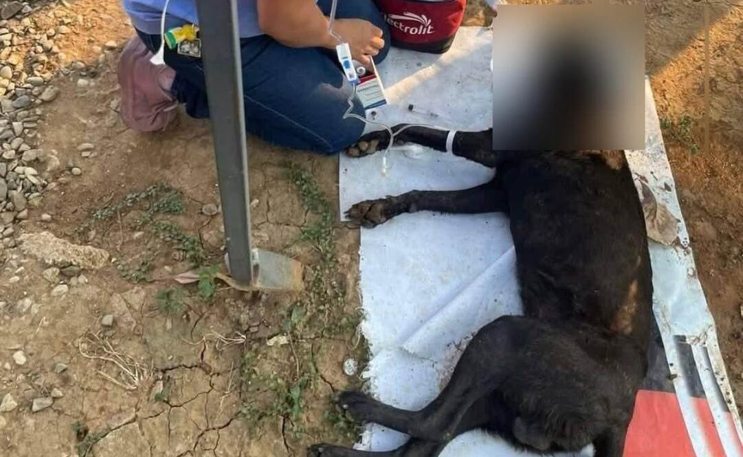 Asesinan con ácido a perrito “Capuchino” en el centro de Tabasco. Foto: Especial