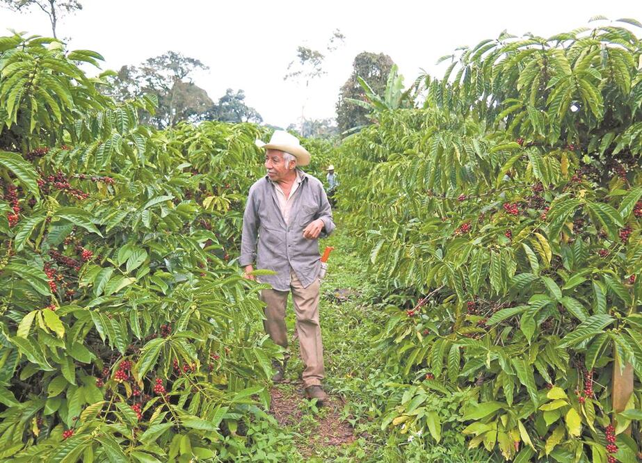 Los pequeños productores en México, aunque tienen necesidad de crédito y ahorro, desconocen que existen instituciones que pueden proveerles servicios financieros, indican expertos. ARCHIVO EL UNIVERSAL