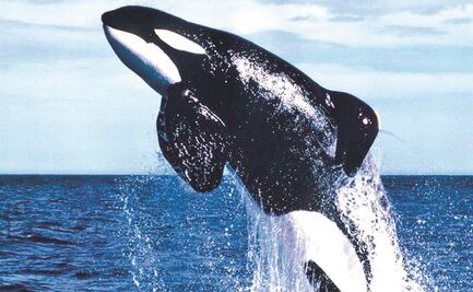 Keiko volverá a surcar los mares