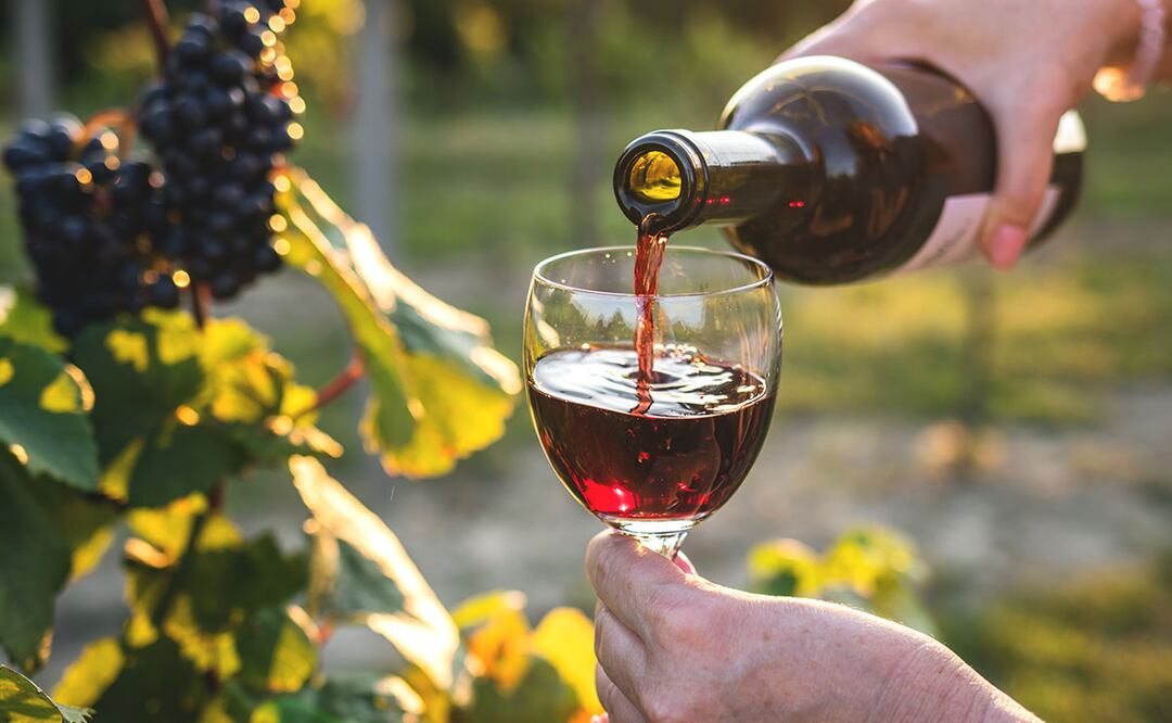 La ciencia de los vinos