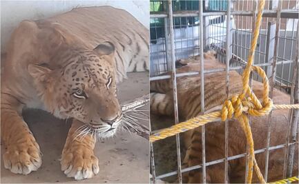 Encuentran un ligre, armas y camioneta robada en vivienda de Coyame del Soto, Chihuahua