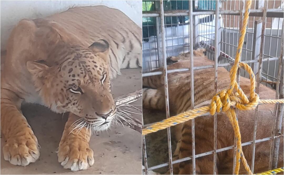 Encuentran un ligre, armas y camioneta robada en vivienda de Coyame del Soto, Chihuahua. Foto: Especial