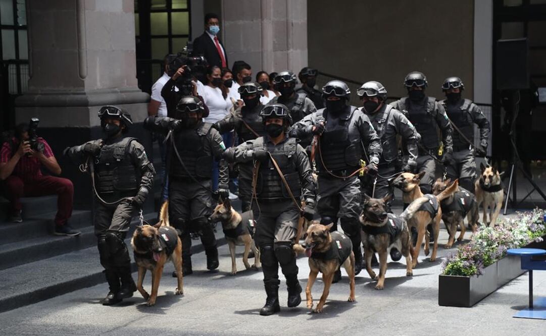 Los once perros fueron donados al Estado de México, luego del entrenamiento, con apoyo el apoyo de la embajada norteamericana. Fotos: Jorge Alvarado / EL  UNIVERSAL 