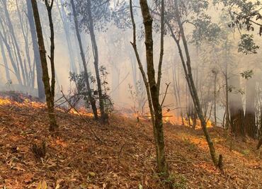 Suman 11 incendios activos en Oaxaca; brigadistas y vecinos realizan trabajos de combate