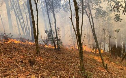 Suman 11 incendios activos en Oaxaca; brigadistas y vecinos realizan trabajos de combate