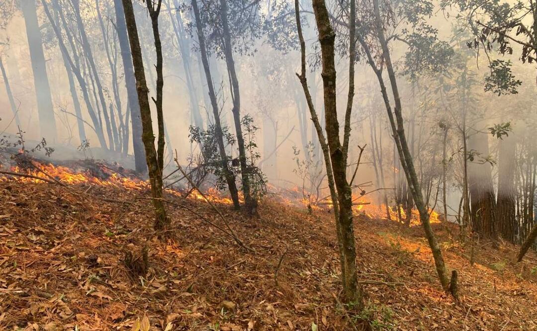 Las llamas de los incendios forestales activos en Oaxaca han consumido miles de hectáreas 
 principalmente en dos municipios afectados (16/04/2025). Foto: Especial