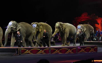 Proponen reforma contra sacrificio de animales de circo