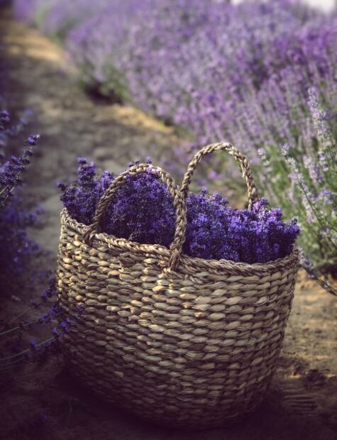 Campos de lavanda en México que puedes visitar 